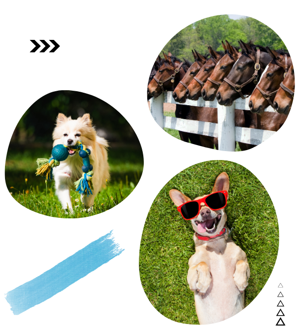 dogs